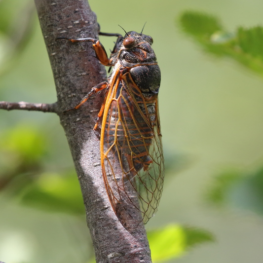 J16_1720 Tibicina haematodes.JPG